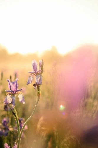 Nahaufnahme einer zarten Irisblüte mit leuchtenden Farben, im Hintergrund erhebt sich Sonnenstrahlen.